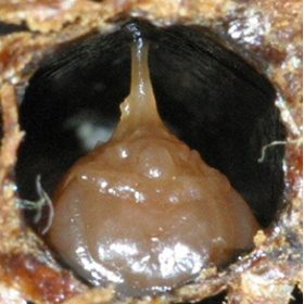 Figure 1: A honey bee pupa with American foulbrood disease