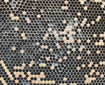 Figure 13: Spotty brood pattern