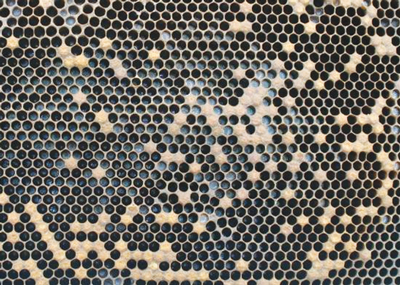 Figure 13: Spotty brood pattern