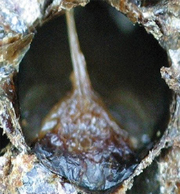 Figure 17: Pupal scale with tongue