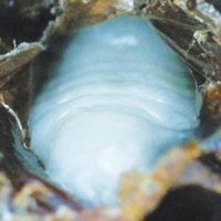 Figure 20: A very early stage
AFB infected prepupa slumped
on the lower cell wall