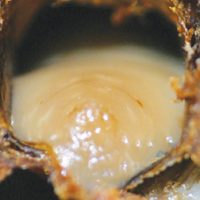 Figure 21: An early stage
AFB infected prepupa
slumped on the lower cell wall