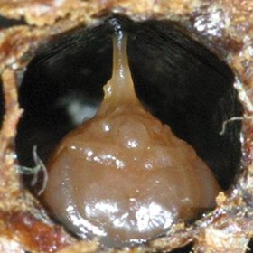 Figure 23: Infected pupa with tongue
stretched across the cell