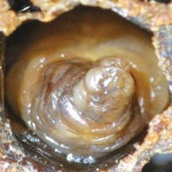 Figure 43: Early stage sacbrood infected larva