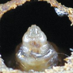 Figure 44: A sacbrood infected larva with a
raised head