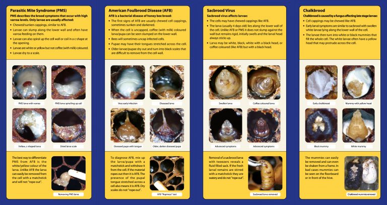 Diagnosis of Common Honey Bee Brood Diseases | The Management Agency ...