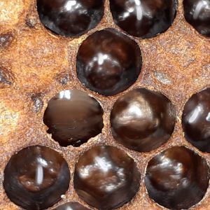 Photo illustrates AFB slumped in a cell surrounded by eggs. Note the bees have removed 90% of the cell cap but not yet removed the infected contents - Murray Rixon