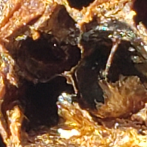 AFB infected larvae at pupal stage - Bob Russell