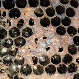 Greasy sunken perforated cells, pupal tongue and pre-pupal AFB scale in dead out hive - photo courtesy of Lott Larson