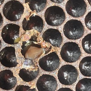 Uncapping a sunken perforated cell exposed an AFB infected larva that died at pupal stage. Note infected cell surrounded by cells containing fresh eggs - photo supplied by Jason Ward