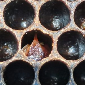 This image illustrates an opened cell featuring a later developing AFB infection. The collapse of the developing bee can be seen clearly. The head shows partial development. Photo supplied by Murray Rixon
