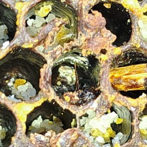 This picture shows the difficulty of finding AFB in older frames or deteriorated hives. An infected pupa complete with pupal tongue well away from the brood area. Located on its own within crystallized honey and pollen remains. The matchstick helps show the small size. Photo supplied by Murray Rixon